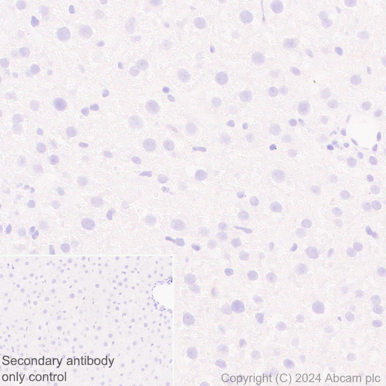 Immunohistochemistry (Formalin/PFA-fixed paraffin-embedded sections) - Anti-Tau antibody [EPR22524-95] - Mouse IgG1 (Chimeric) - BSA and Azide free (AB317842)