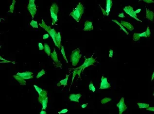 Immunocytochemistry/ Immunofluorescence - Anti-Tau antibody [EPR2396(2)] - BSA and Azide free (AB244231)
