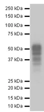 Western blot - Anti-Tau antibody [EPR2396(2)] - BSA and Azide free (AB244231)