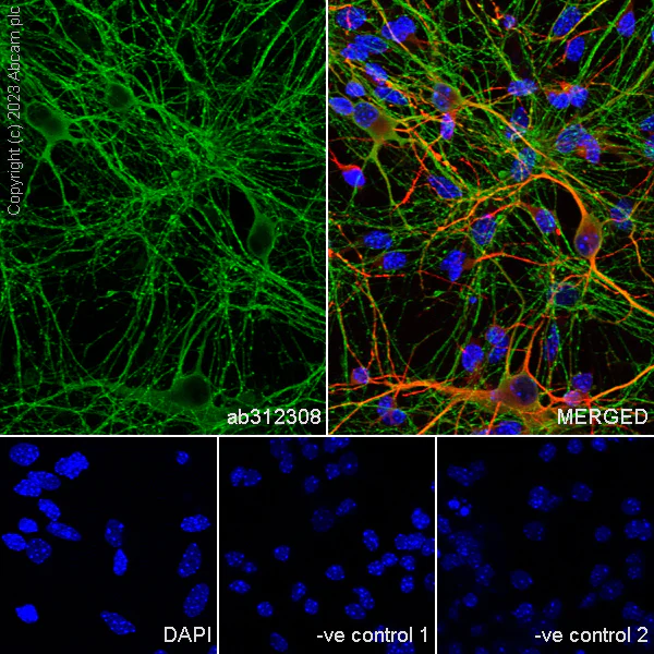 Immunocytochemistry/ Immunofluorescence - Anti-Tau antibody [EPR26001-28] - BSA and Azide free (AB312309)