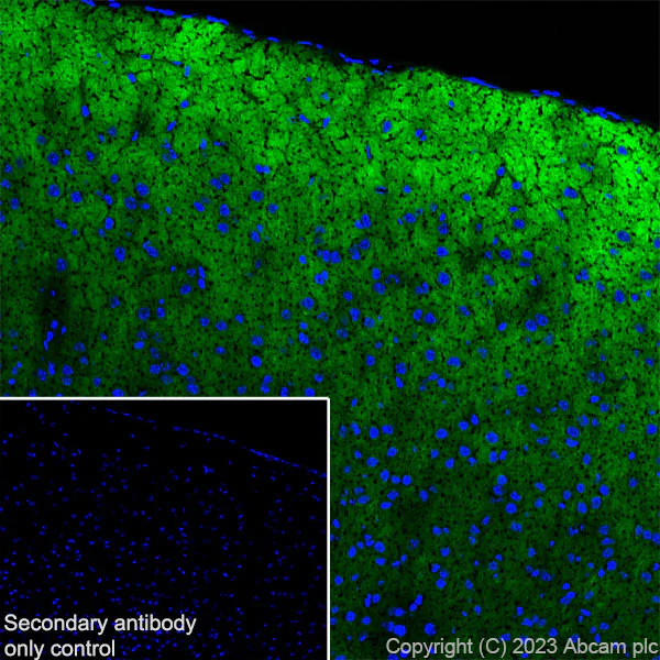 Immunohistochemistry (Frozen sections) - Anti-Tau antibody [EPR26001-28] - BSA and Azide free (AB312309)