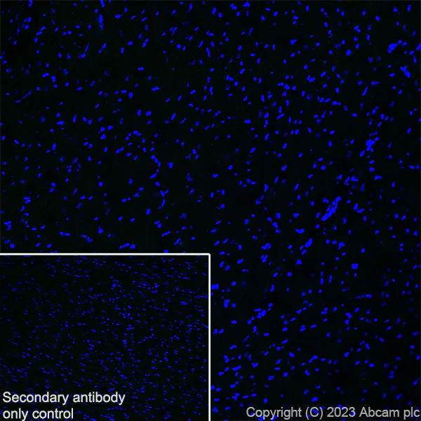 Immunohistochemistry (Frozen sections) - Anti-Tau antibody [EPR26001-28] - BSA and Azide free (AB312309)