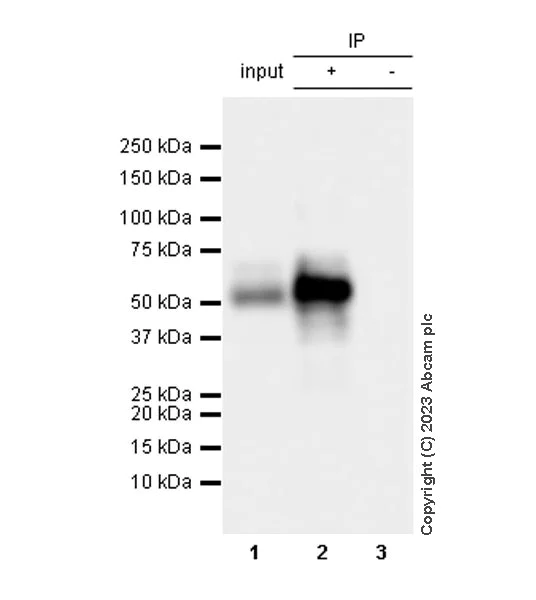 Immunoprecipitation - Anti-Tau antibody [EPR26001-28] - BSA and Azide free (AB312309)