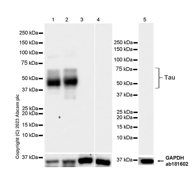 Western blot - Anti-Tau antibody [EPR26001-28] - BSA and Azide free (AB312309)