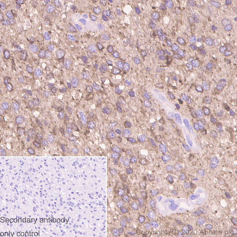 Immunohistochemistry (Formalin/PFA-fixed paraffin-embedded sections) - Anti-Tau antibody [PC1C6] - BSA and Azide free (AB255907)