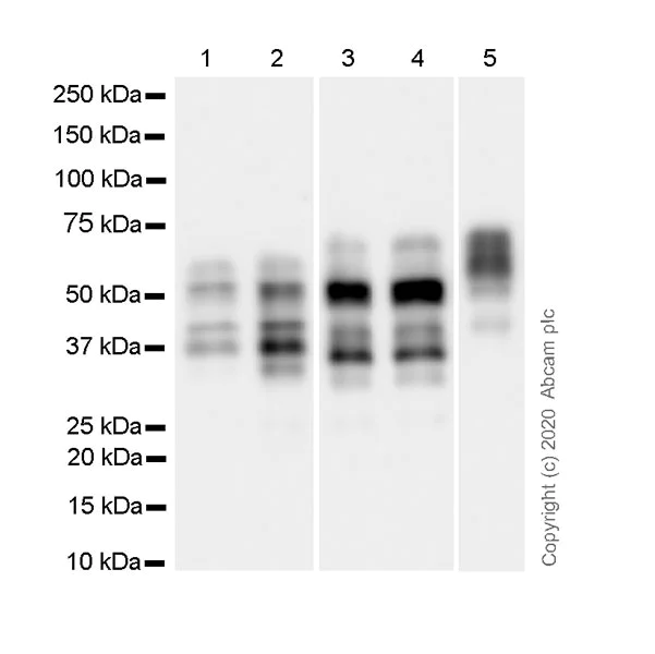 Western blot - Anti-Tau antibody [PC1C6] - BSA and Azide free (AB255907)