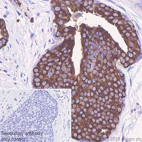 Immunohistochemistry (Formalin/PFA-fixed paraffin-embedded sections) - Anti-Tau antibody [SP70] (AB93726)