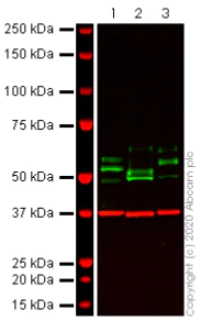 Western blot - Anti-Tau antibody [TAU-5] - BSA and Azide free (AB80579)
