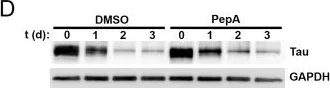 Western blot - Anti-Tau antibody [TAU-5] - BSA and Azide free (AB80579)