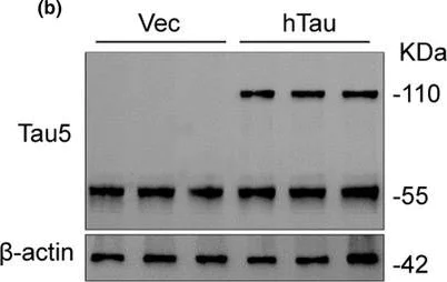 Western blot - Anti-Tau antibody [TAU-5] - BSA and Azide free (AB80579)