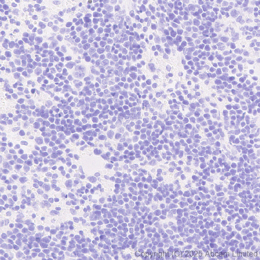 Immunohistochemistry (Formalin/PFA-fixed paraffin-embedded sections) - Anti-Tau - C-terminal (4R-aa396) antibody [EPR29542-63] - BSA and Azide free (ab324110), expandable thumbnail