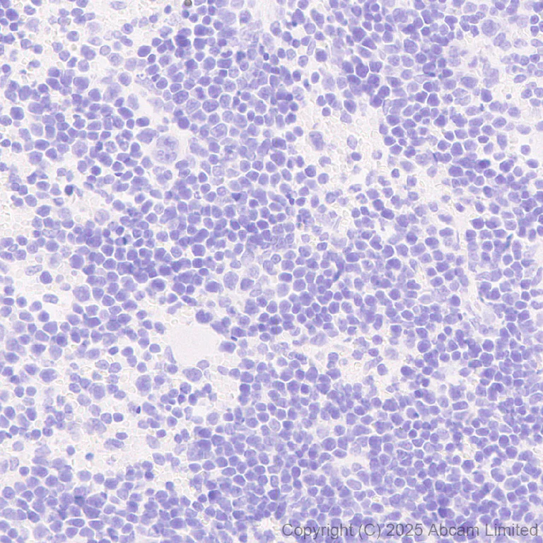 Immunohistochemistry (Formalin/PFA-fixed paraffin-embedded sections) - Anti-Tau - C-terminal (4R-aa396) antibody [EPR29542-63] - BSA and Azide free (AB324110)