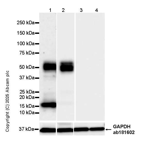 Western blot - Anti-Tau - C-terminal (4R-aa396) antibody [EPR29542-63] - BSA and Azide free (AB324110)