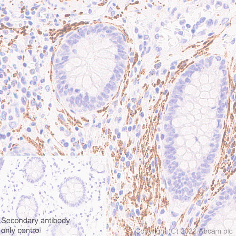 Immunohistochemistry (Formalin/PFA-fixed paraffin-embedded sections) - Anti-Tau - C-terminal antibody [EPR28785-33] - BSA and Azide free (AB316122)
