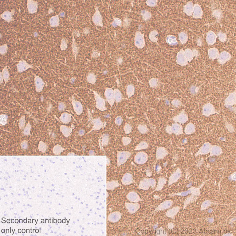 Immunohistochemistry (Formalin/PFA-fixed paraffin-embedded sections) - Anti-Tau antibody [EPR28785-33] - BSA and Azide free (AB316122)
