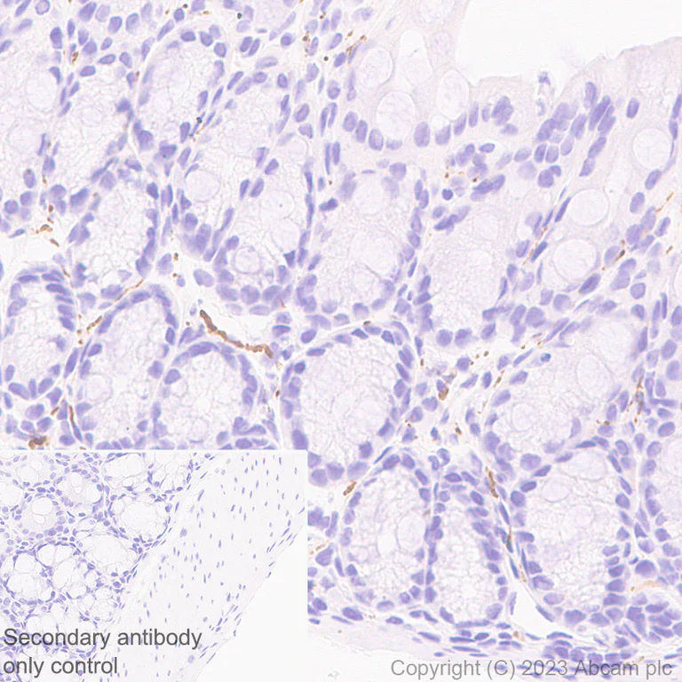 Immunohistochemistry (Formalin/PFA-fixed paraffin-embedded sections) - Anti-Tau - C-terminal antibody [EPR28785-33] - BSA and Azide free (AB316122)
