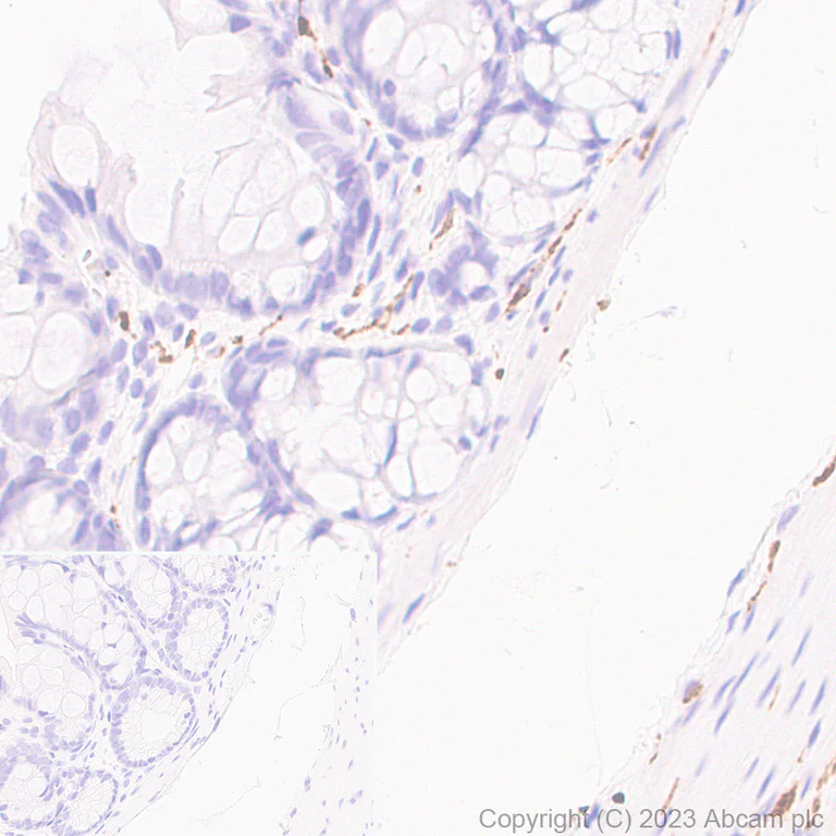 Immunohistochemistry (Formalin/PFA-fixed paraffin-embedded sections) - Anti-Tau - C-terminal antibody [EPR28785-33] - BSA and Azide free (AB316122)