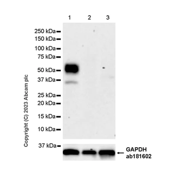 Western blot - Anti-Tau - C-terminal antibody [EPR28785-33] - BSA and Azide free (AB316122)