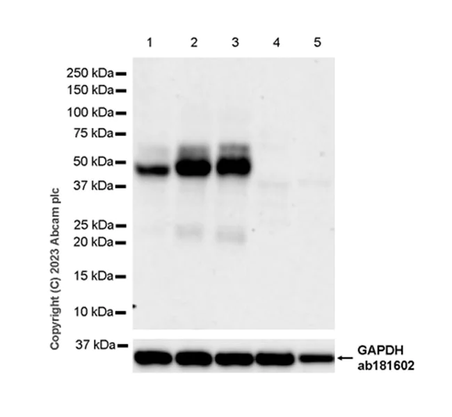 Western blot - Anti-Tau - C-terminal antibody [EPR28785-33] - BSA and Azide free (AB316122)
