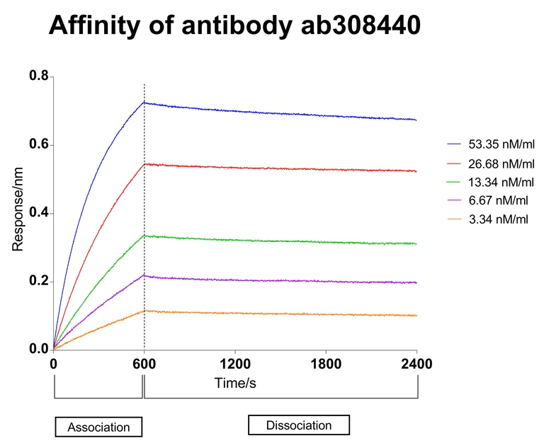 Affinity Purification - Anti-Tau (MBD region) antibody [EPR25205-233] (AB308439)