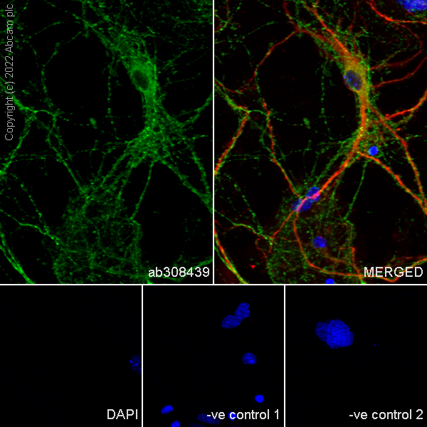 Immunocytochemistry/ Immunofluorescence - Anti-Tau (MBD region) antibody [EPR25205-233] - BSA and Azide free (ab308440), expandable thumbnail
