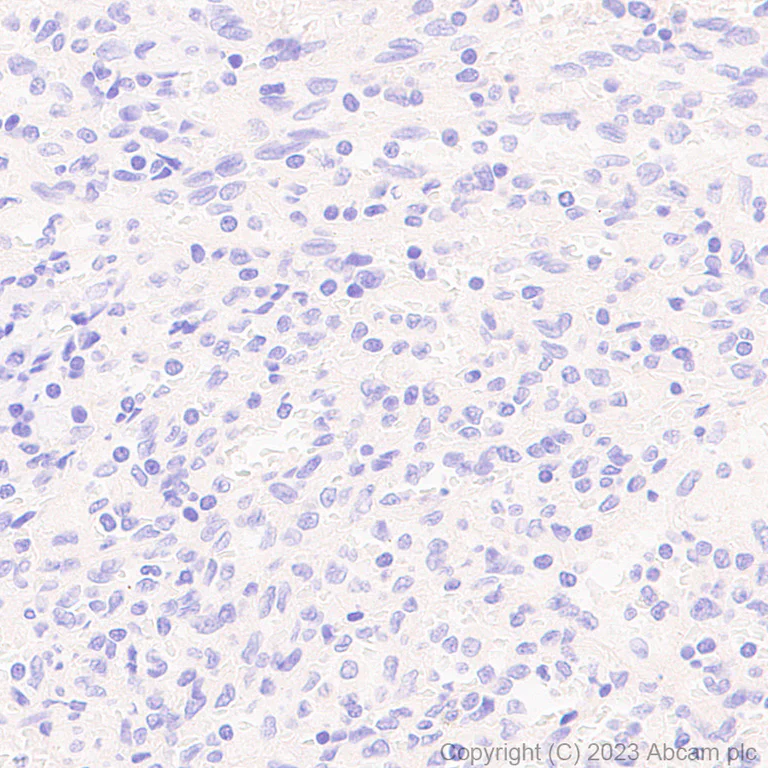 Immunohistochemistry (Formalin/PFA-fixed paraffin-embedded sections) - Anti-Tau (MBD region) antibody [EPR25205-233] - BSA and Azide free (AB308440)