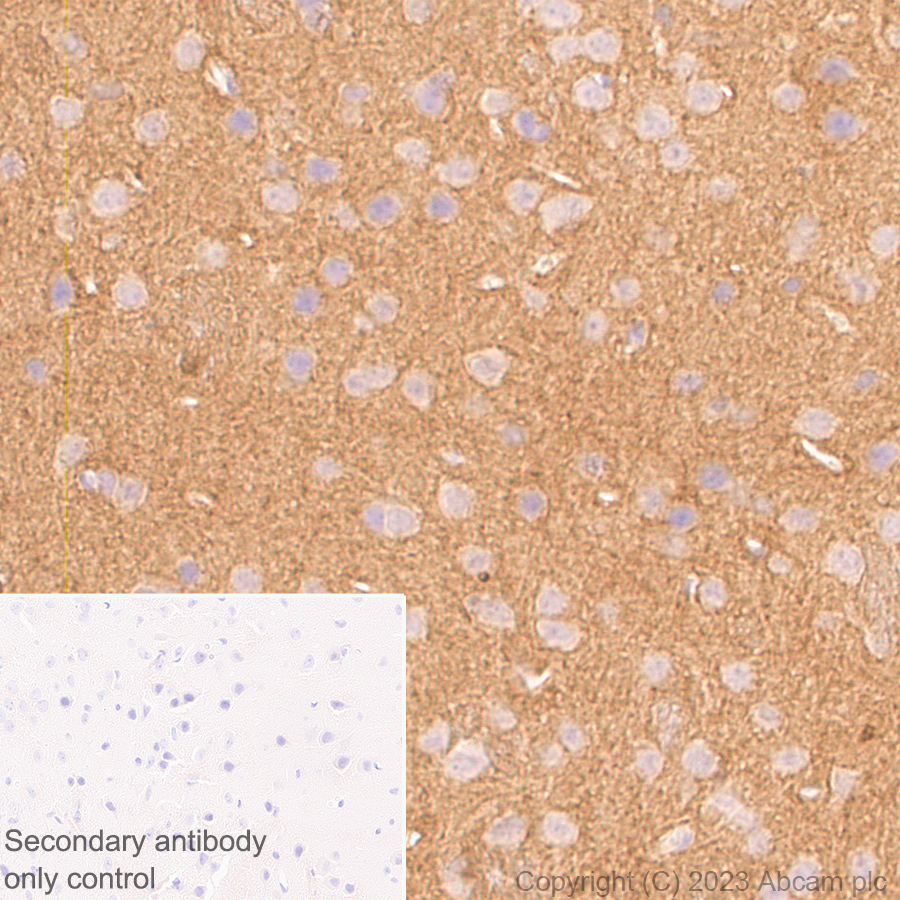 Immunohistochemistry (Formalin/PFA-fixed paraffin-embedded sections) - Anti-Tau (MBD region) antibody [EPR25205-233] - BSA and Azide free (ab308440), expandable thumbnail