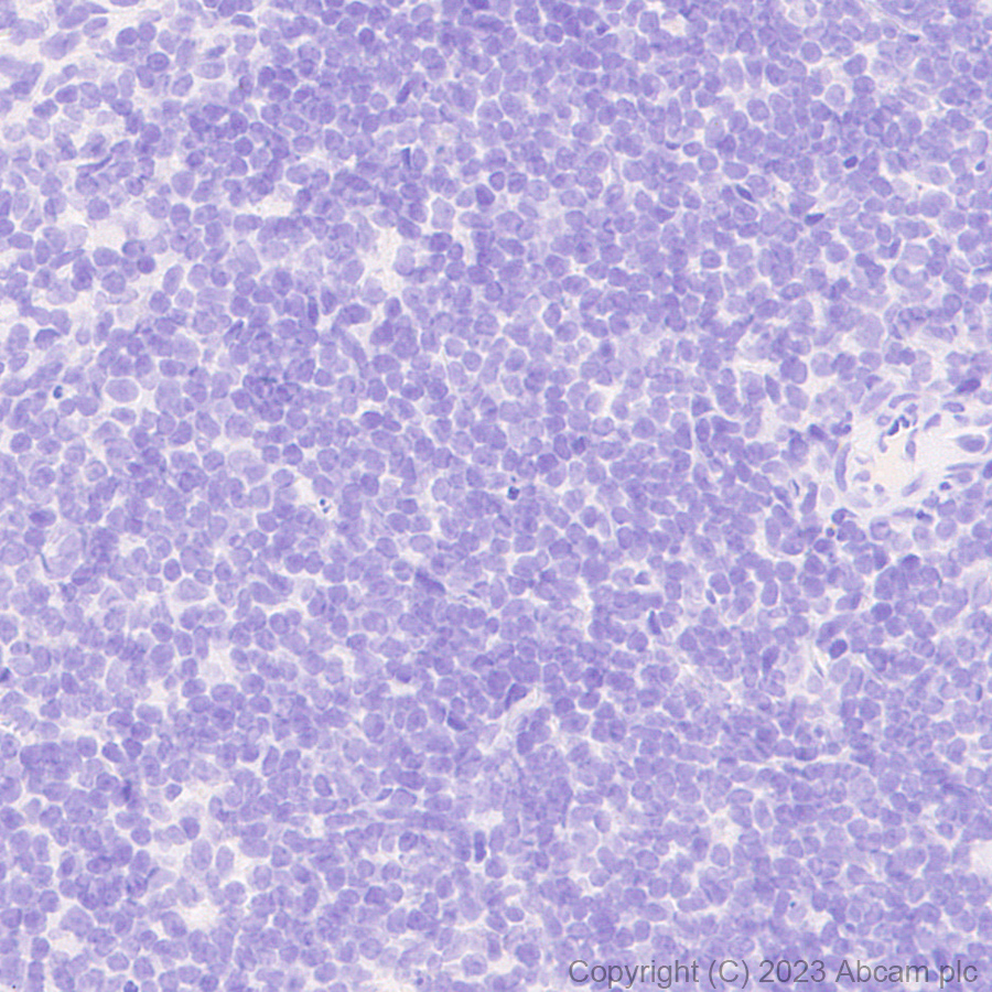Immunohistochemistry (Formalin/PFA-fixed paraffin-embedded sections) - Anti-Tau (MBD region) antibody [EPR25205-233] - BSA and Azide free (ab308440), expandable thumbnail