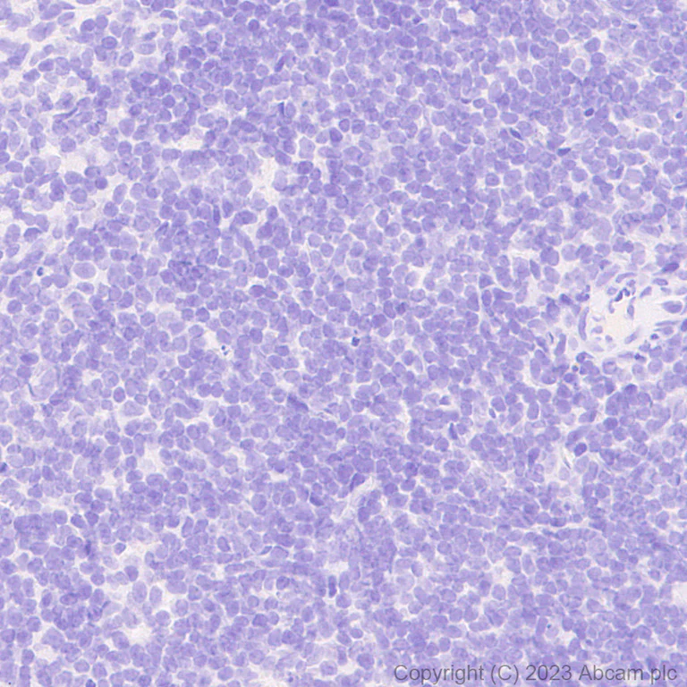 Immunohistochemistry (Formalin/PFA-fixed paraffin-embedded sections) - Anti-Tau (MBD region) antibody [EPR25205-233] - BSA and Azide free (AB308440)