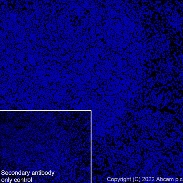 Immunohistochemistry (Frozen sections) - Anti-Tau (MBD region) antibody [EPR25205-233] - BSA and Azide free (AB308440), expandable thumbnail