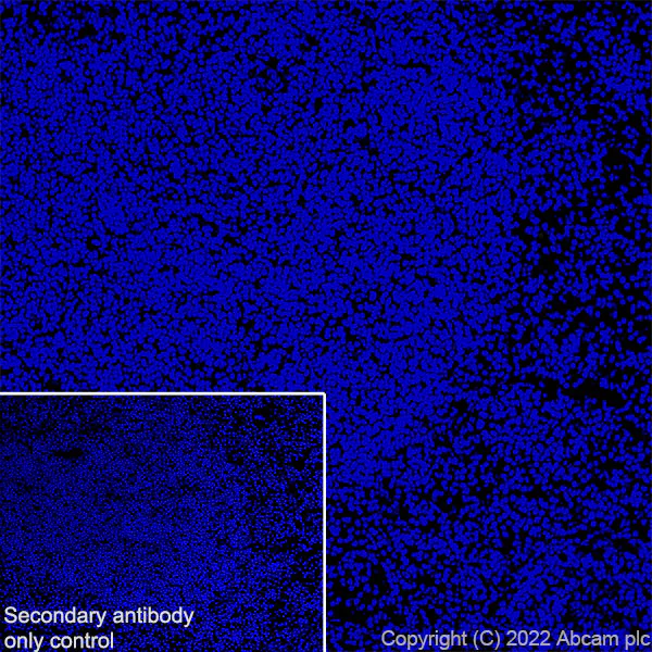 Immunohistochemistry (Frozen sections) - Anti-Tau (MBD region) antibody [EPR25205-233] - BSA and Azide free (AB308440)