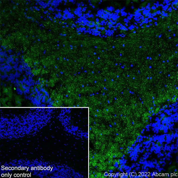 Immunohistochemistry (Frozen sections) - Anti-Tau (MBD region) antibody [EPR25205-233] - BSA and Azide free (AB308440)