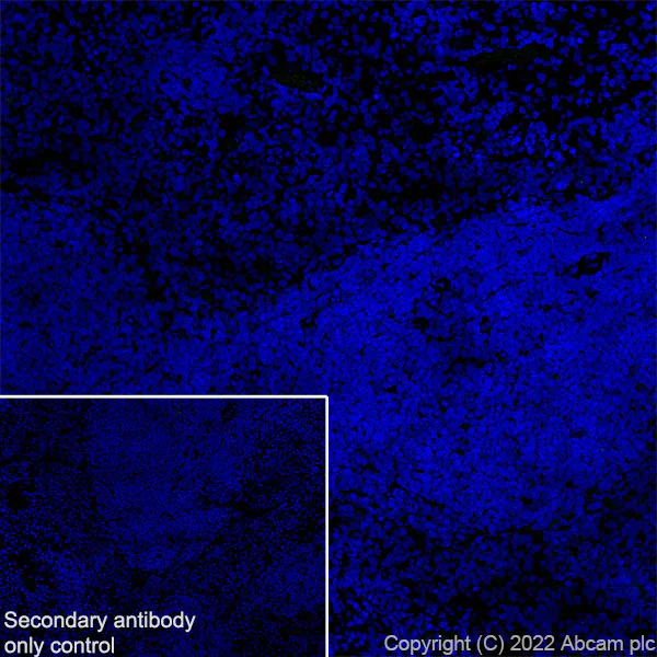 Immunohistochemistry (Frozen sections) - Anti-Tau (MBD region) antibody [EPR25205-233] - BSA and Azide free (AB308440)