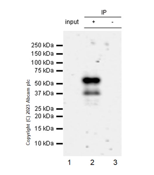 Immunoprecipitation - Anti-Tau (MBD region) antibody [EPR25205-233] - BSA and Azide free (ab308440), expandable thumbnail