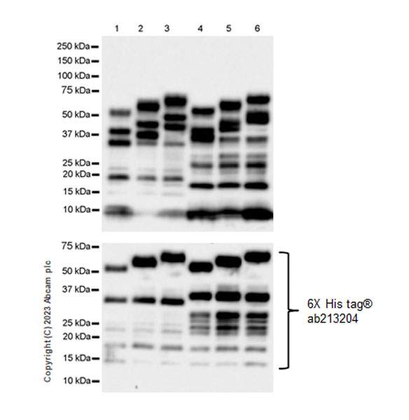 Western blot - Anti-Tau (MBD region) antibody [EPR25205-233] - BSA and Azide free (ab308440), expandable thumbnail