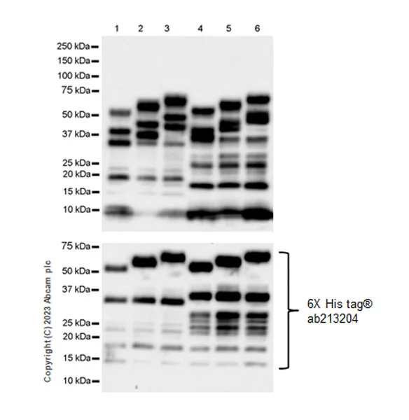 Western blot - Anti-Tau (MBD region) antibody [EPR25205-233] - BSA and Azide free (AB308440)