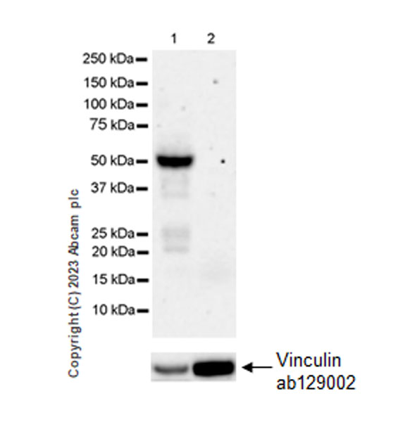 Western blot - Anti-Tau (MBD region) antibody [EPR25205-233] - BSA and Azide free (AB308440), expandable thumbnail