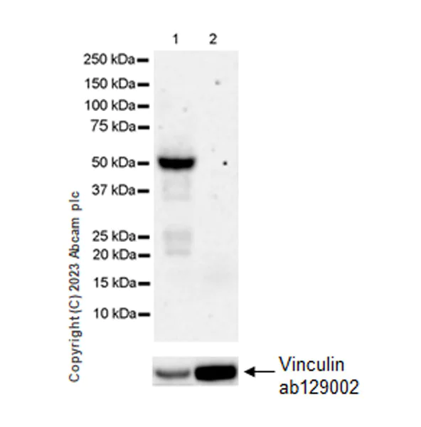 Western blot - Anti-Tau (MBD region) antibody [EPR25205-233] - BSA and Azide free (AB308440)