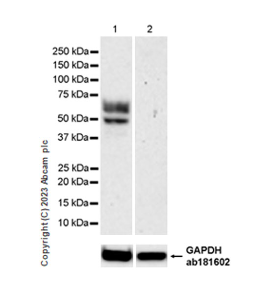 Western blot - Anti-Tau (MBD region) antibody [EPR25205-233] - BSA and Azide free (ab308440), expandable thumbnail