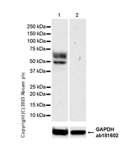 Western blot - Anti-Tau (MBD region) antibody [EPR25205-233] - BSA and Azide free (AB308440)