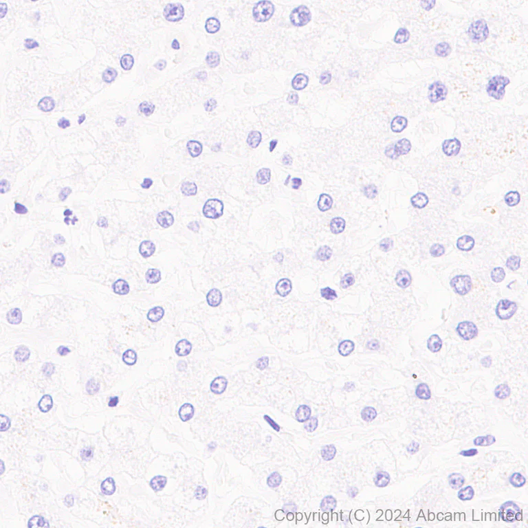 Immunohistochemistry (Formalin/PFA-fixed paraffin-embedded sections) - Anti-Tau (MTBR-tau243) antibody [EPR29541-59] - BSA and Azide free (AB323528)