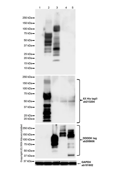 Western blot - Anti-Tau (MTBR-tau243) antibody [EPR29541-59] - BSA and Azide free (AB323528)