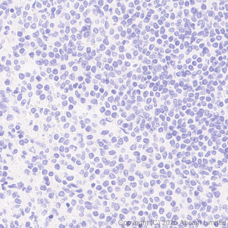 Immunohistochemistry (Formalin/PFA-fixed paraffin-embedded sections) - Anti-Tau (N-terminal) antibody [EPR29521-8] (ab324236), expandable thumbnail