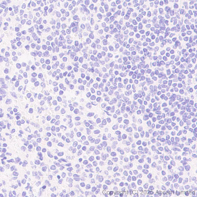Immunohistochemistry (Formalin/PFA-fixed paraffin-embedded sections) - Anti-Tau (N-terminal) antibody [EPR29521-8] (AB324236)