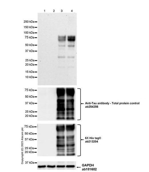 Western blot - Anti-Tau (nitrosyl Y29) antibody [EPR27841-79] (AB315891), expandable thumbnail