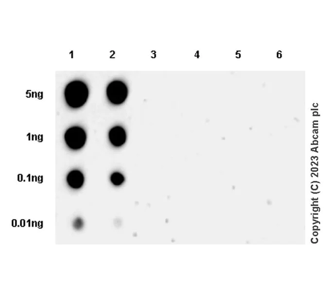 Dot Blot - Anti-Tau (nitrosyl Y29) antibody [EPR27841-79] - BSA and Azide free (AB315892)
