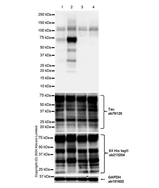 Western blot - Anti-Tau (O-GlcNAc S400) antibody [EPR24891-48] (AB320076)