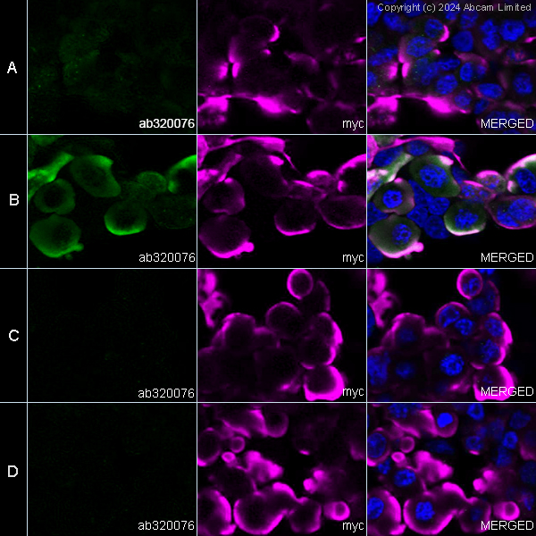 Immunocytochemistry/ Immunofluorescence - Anti-Tau (O-GlcNAc S400) antibody [EPR24891-48] - BSA and Azide free (AB320077), expandable thumbnail