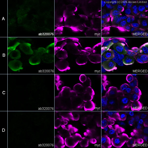 Immunocytochemistry/ Immunofluorescence - Anti-Tau (O-GlcNAc S400) antibody [EPR24891-48] - BSA and Azide free (AB320077)