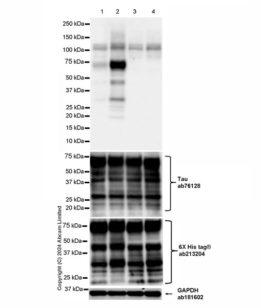 Western blot - Anti-Tau (O-GlcNAc S400) antibody [EPR24891-48] - BSA and Azide free (AB320077), expandable thumbnail